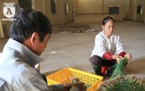 Có một nguồn cung rau an toàn dồi dào cho nội thành Hà Nội